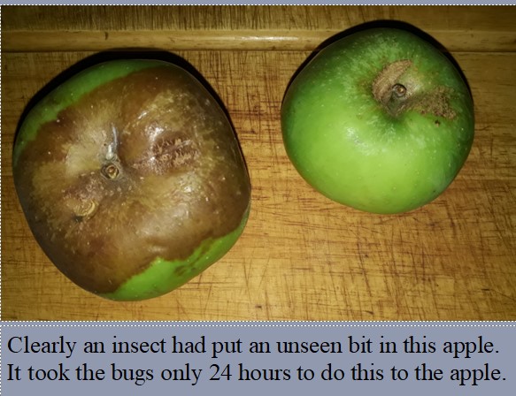 Rotten Apple