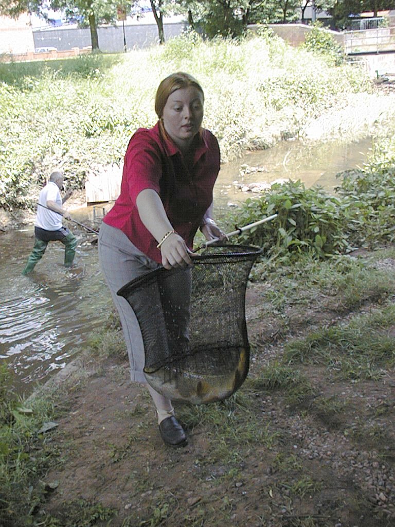 coy carp in the river