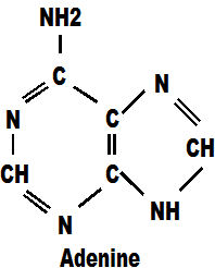 adenine