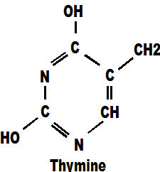 thymine